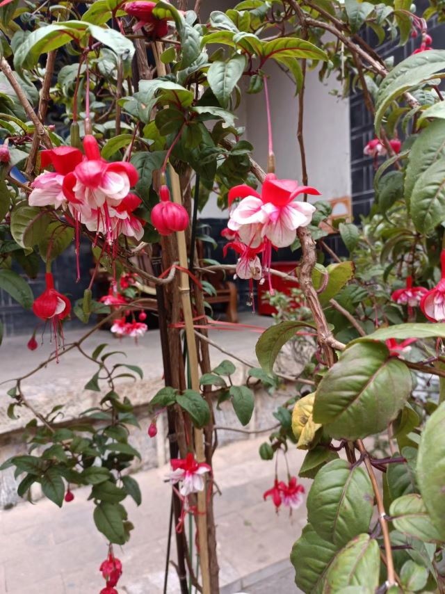 灯花.jpg